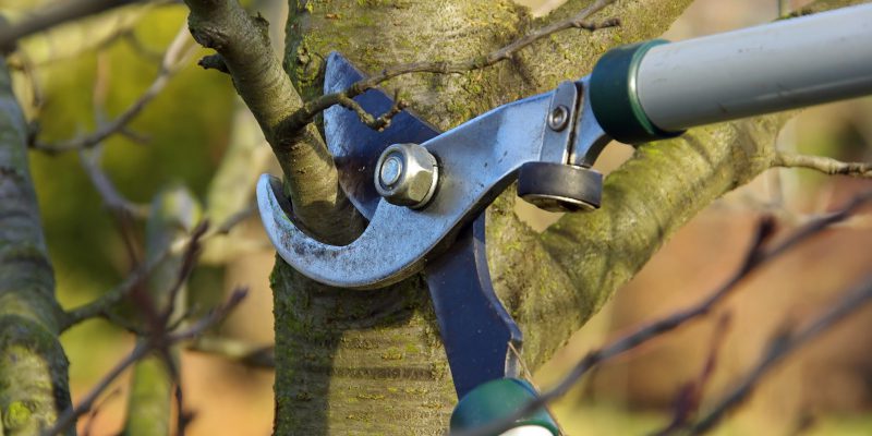 Why Is Tree Pruning Done in the Winter?