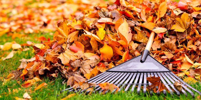 Leaf Removal in High Point, North Carolina