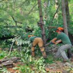 Tree Services