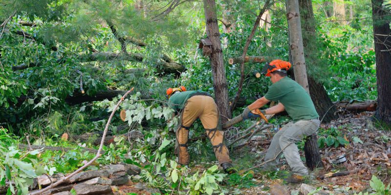 Tree Services in High Point, North Carolina